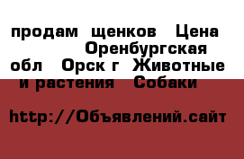 продам  щенков › Цена ­ 6 000 - Оренбургская обл., Орск г. Животные и растения » Собаки   